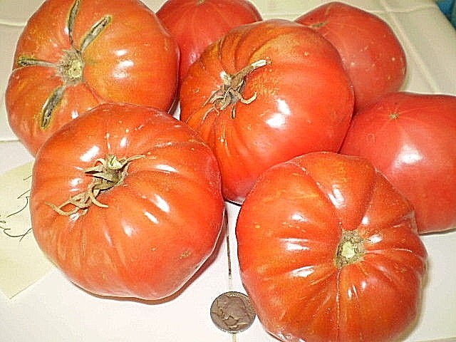 Franks Large Red heirloom tomato seeds non-gmo open pollinated ONE OF MY BEST! gallery
