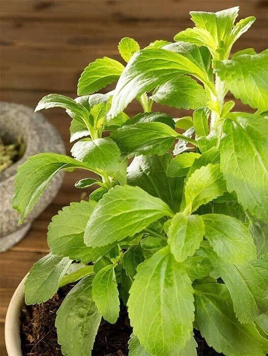 Stevia Seeds - Sweet Herb - 7 counts gallery
