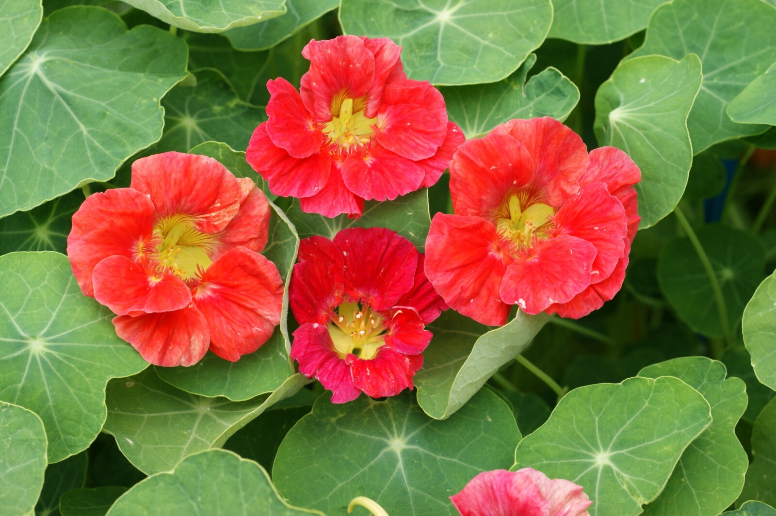 Nasturtium - Cherry Rose, 50 Seeds Per Packet, Non-GMO gallery