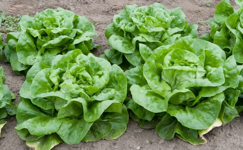 Essential Survival Kit Perfect Vegetable Garden Save Seed 5 Varieties FREE SHIP! gallery