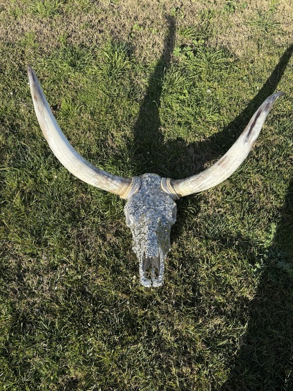 Texas Longhorn gallery