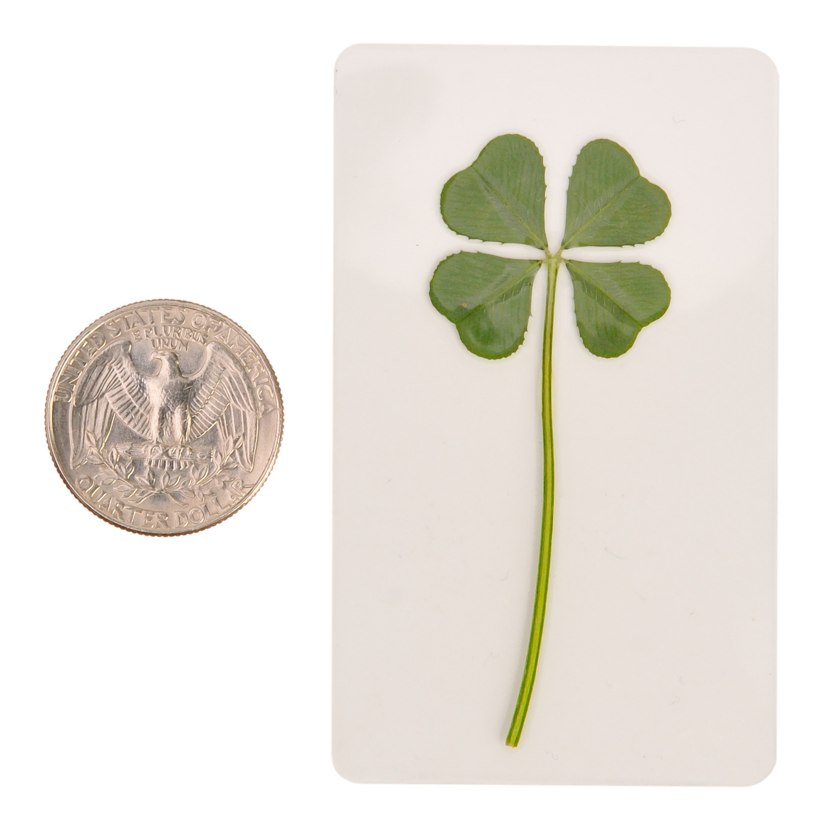 Real 4 Four 5 Leaf Clover Irish Shamrock Good Luck Charm Wedding Favor Gift Card gallery