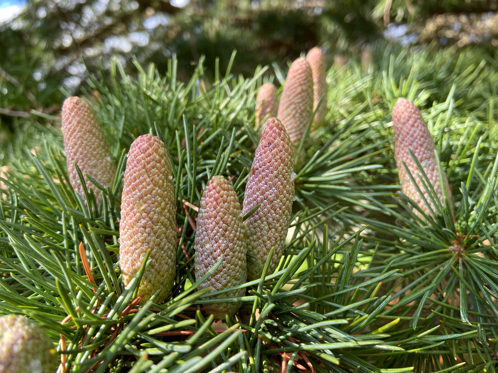 Deodar Cedar, Live Potted Tree 15-24 Inches tall, graceful, pendulous branches gallery