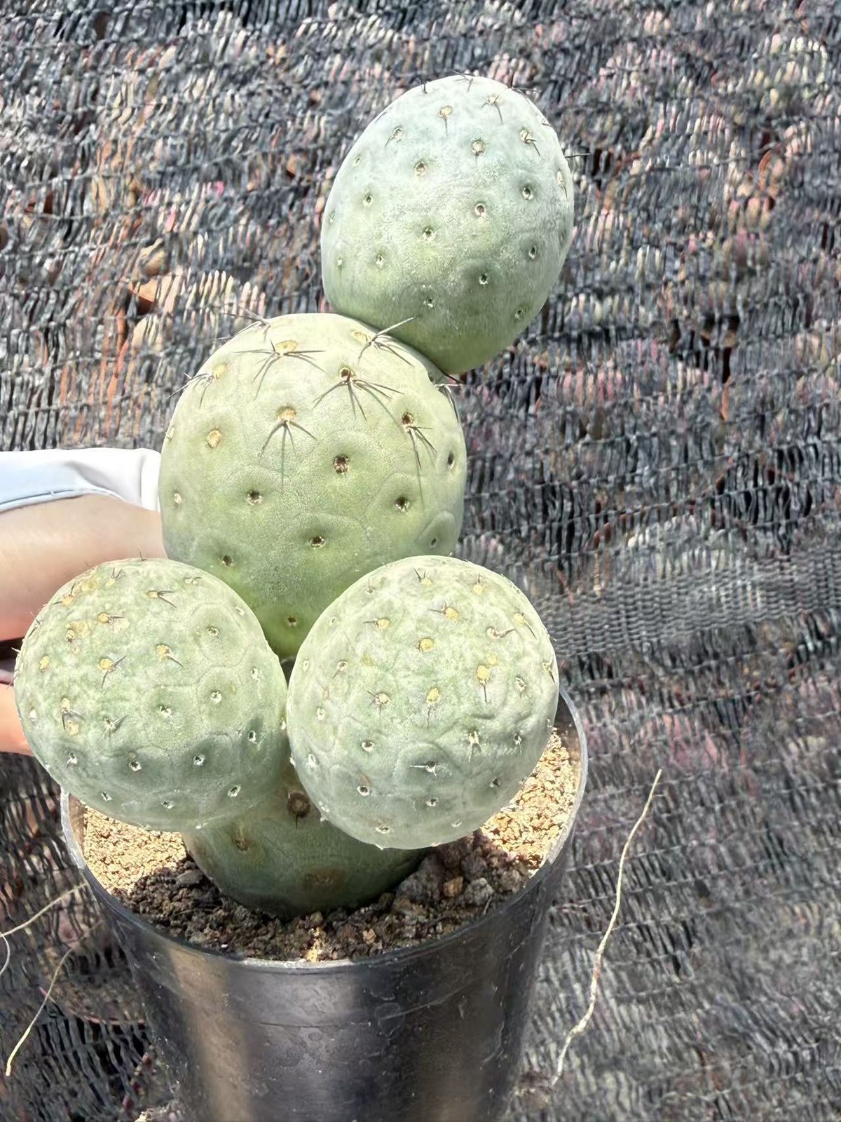 Multi heads Tephrocactus geometricus Beautiful succulent cactus plants 5heads gallery