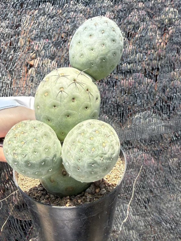 Multi heads Tephrocactus geometricus Beautiful succulent cactus plants 5heads gallery
