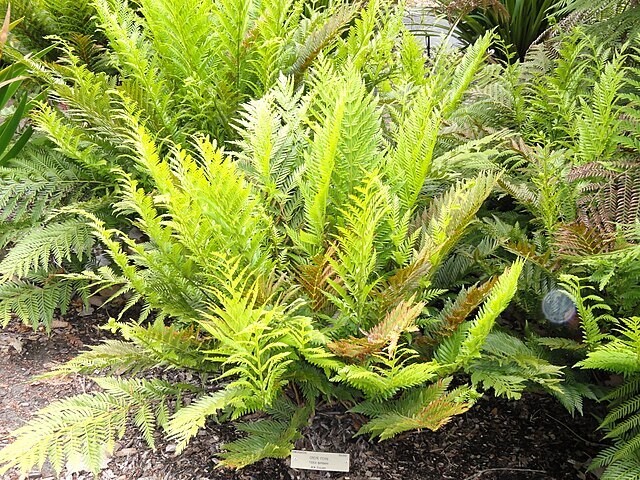 Todea barbara | King Fern | 100 Spores gallery