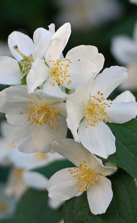 Philadelphus coronarius | English Dogwood | Sweet Mock Orange | 200_Seeds gallery