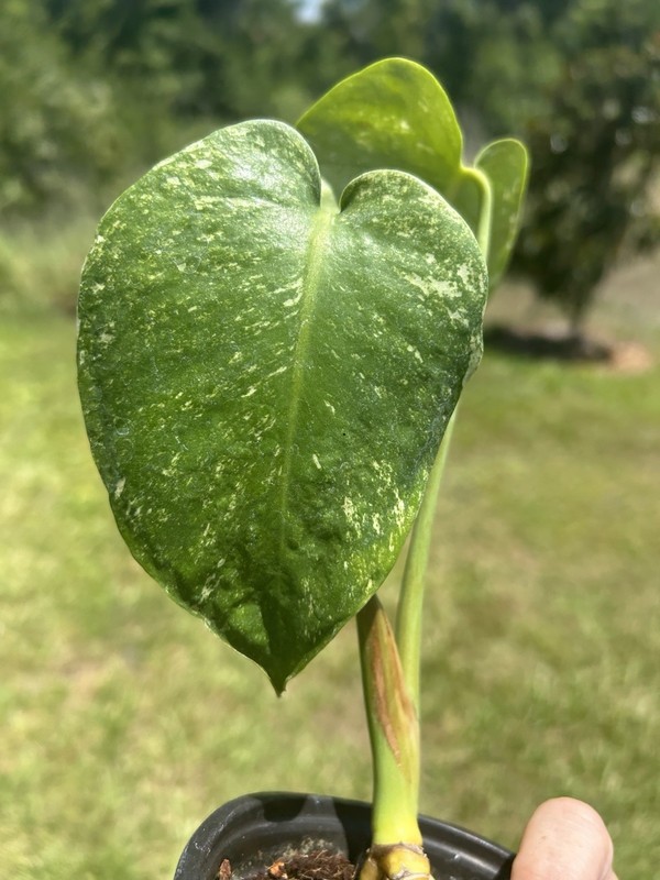 monstera mint variegated Live Plant gallery