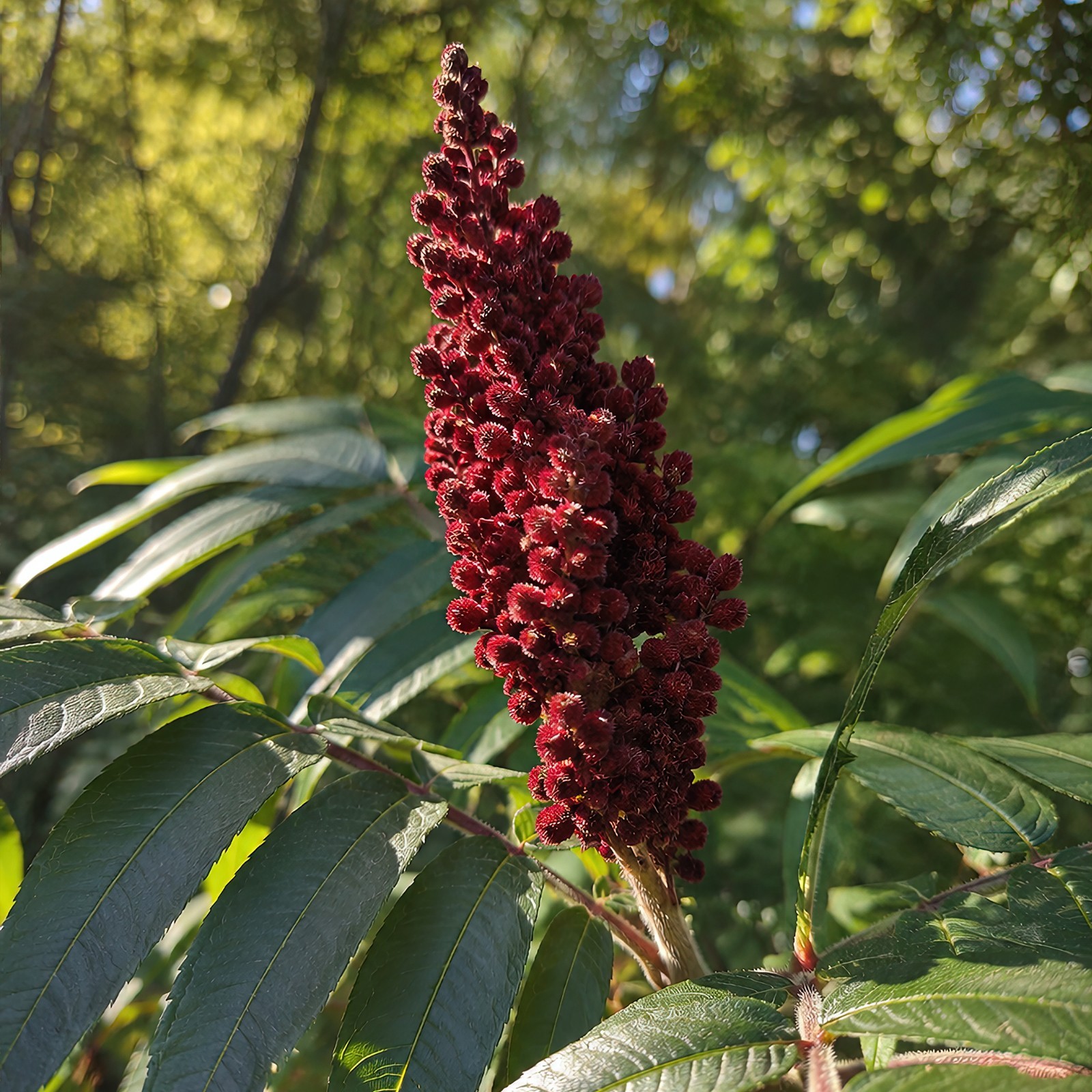 200 Winged Sumac Seeds (Rhus copallinum) Flameleaf/Shining Sumac – Zones 4-9 USA gallery