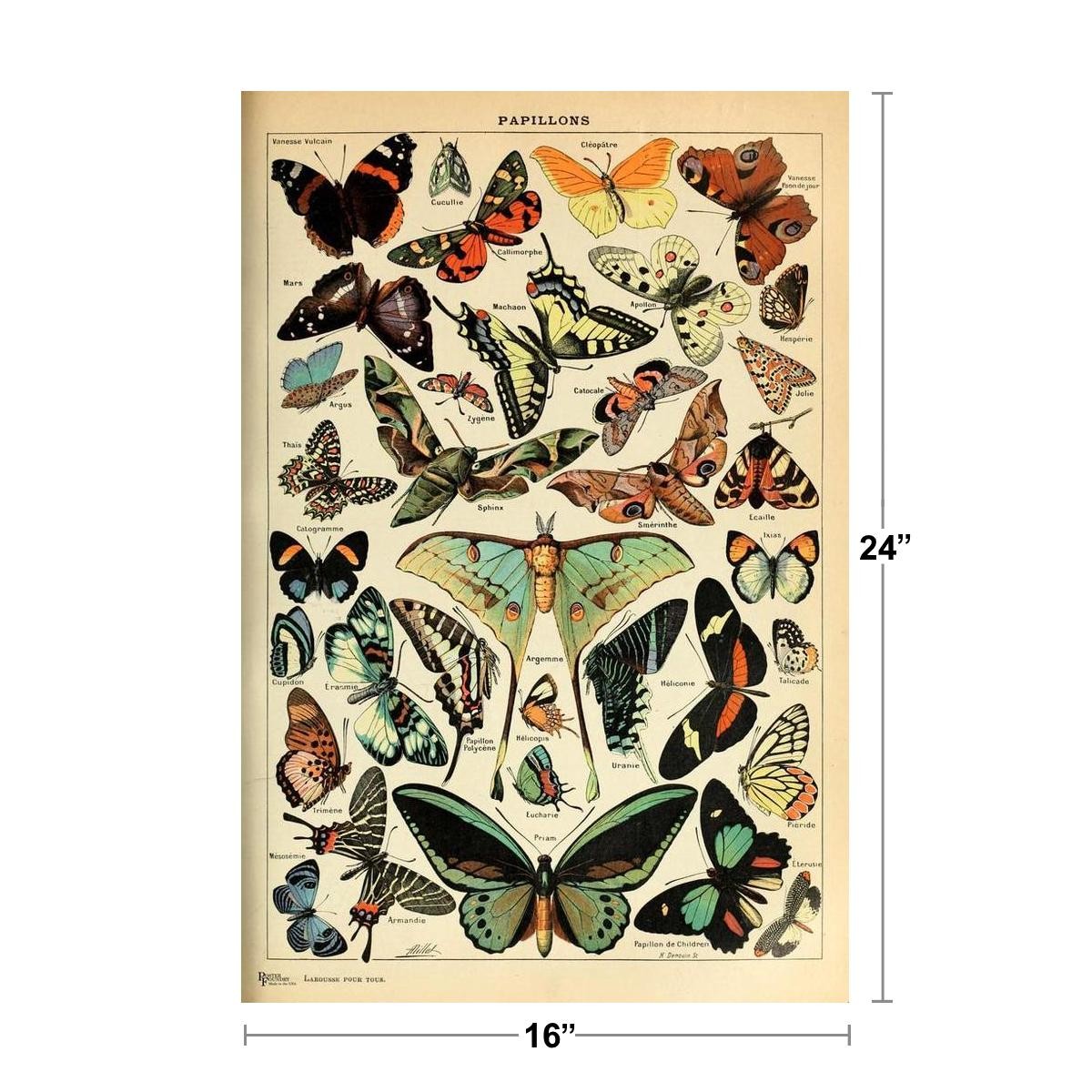 Butterfly Vintage Papillons Insect Art Print Poster 16x24 gallery