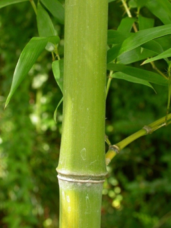 Golden Fishpole Bamboo Phyllostachys Aurea Live Plant Root Rhizome Great Privacy gallery