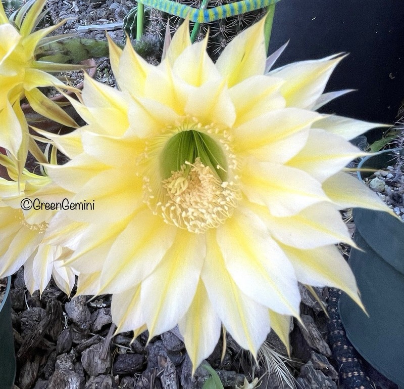 ICARUS Echinopsis Schick Hybrids Rooted Plants Cactus Succulents gallery