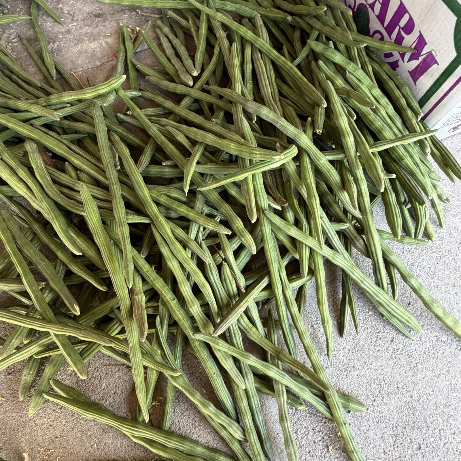 300+ Moringa Oleifera Seeds Long Pod Genetics Dried Fast Growing USA Grown gallery