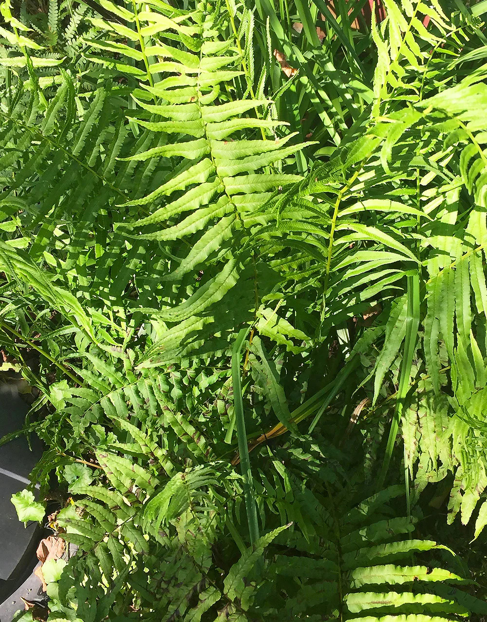 Leatherwood Fern - 3 root divisions gallery