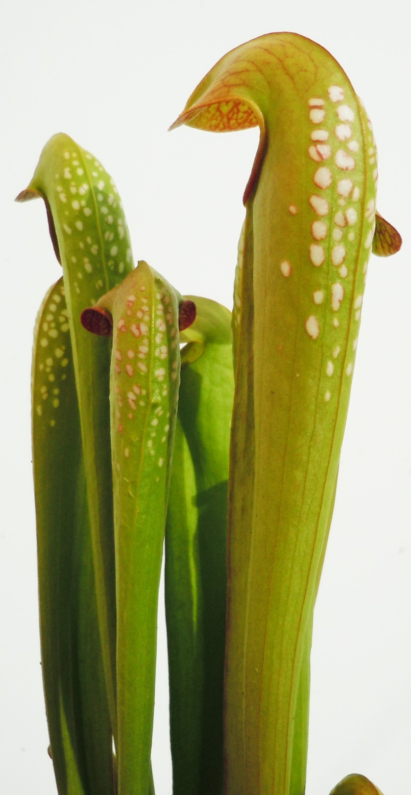 Carnivorous Plants - Sarracenia Minor var. Okefenokeensis (small size) gallery