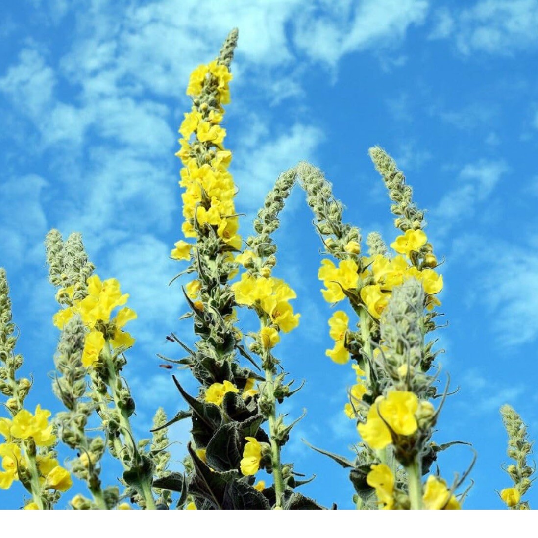 Great Mullein, 200+ Seeds. (Verbascum thapsus) Heirloom~Organic. Free Shipping. gallery
