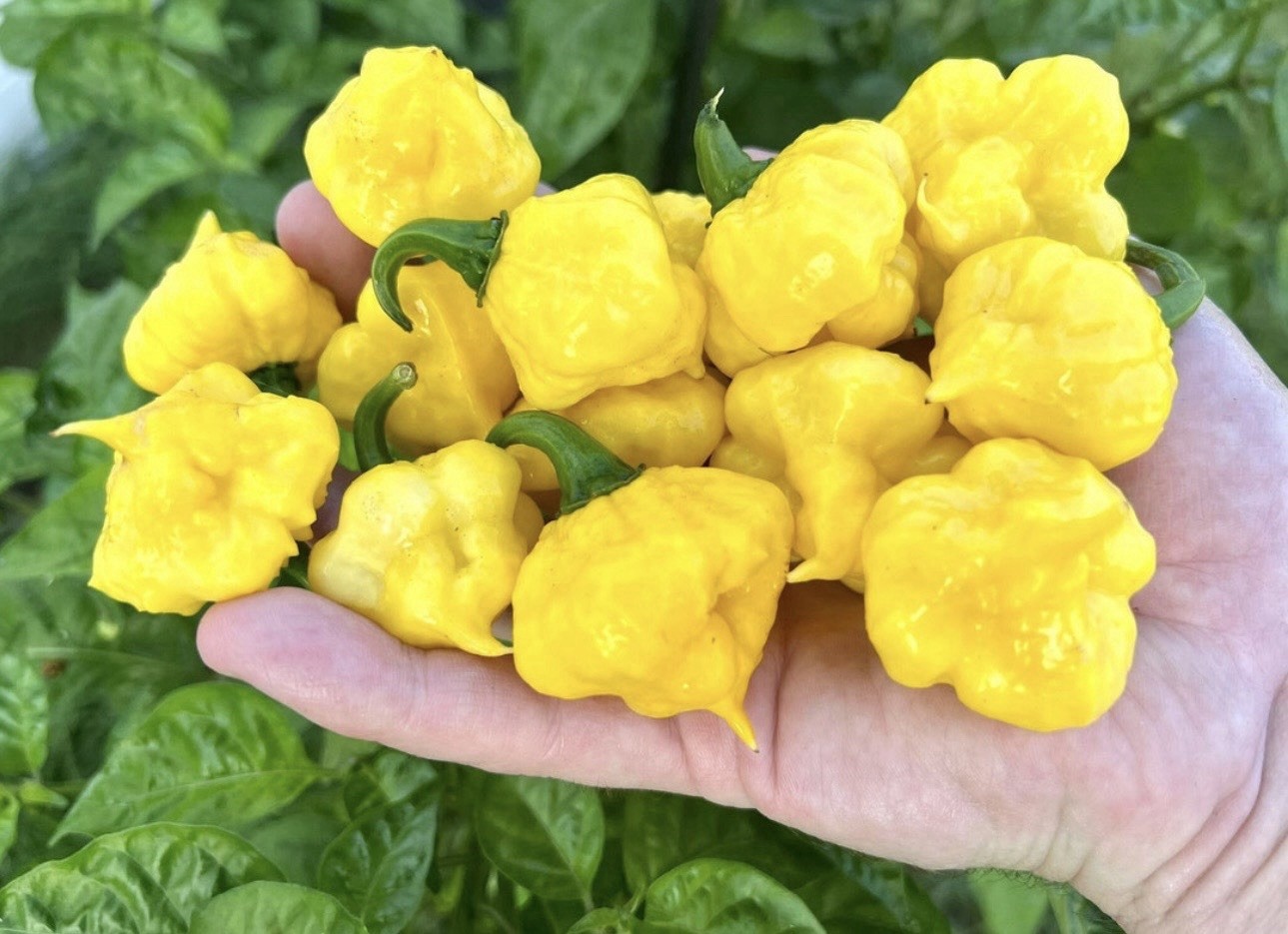 Popular!! 5 Lemon Starburst Pepper Plants!! Ready To Ship gallery