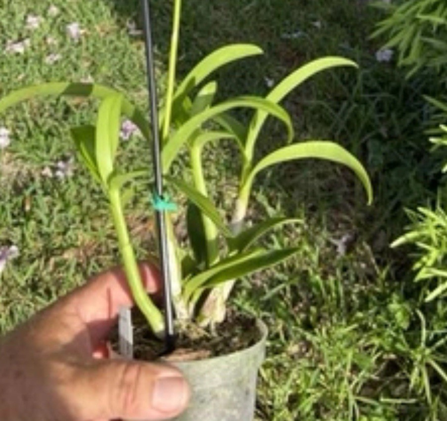 Dendrobium Airy Brown Spin Antelope Den. 4” Orchid Plant gallery