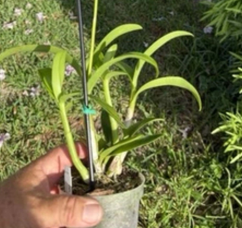 Dendrobium Airy Brown Spin Antelope Den. 4” Orchid Plant gallery