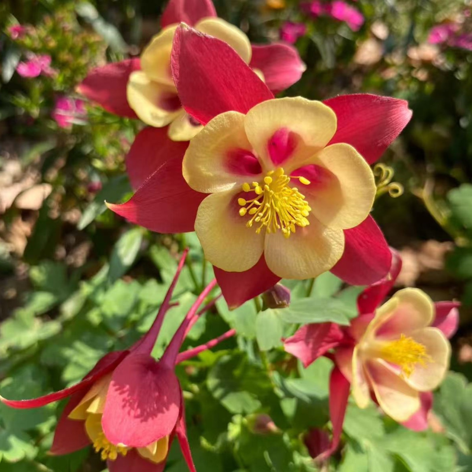 1000 Red & Yellow Columbine Seeds – Unique Bicolor Blooms for Woodland Gardens gallery