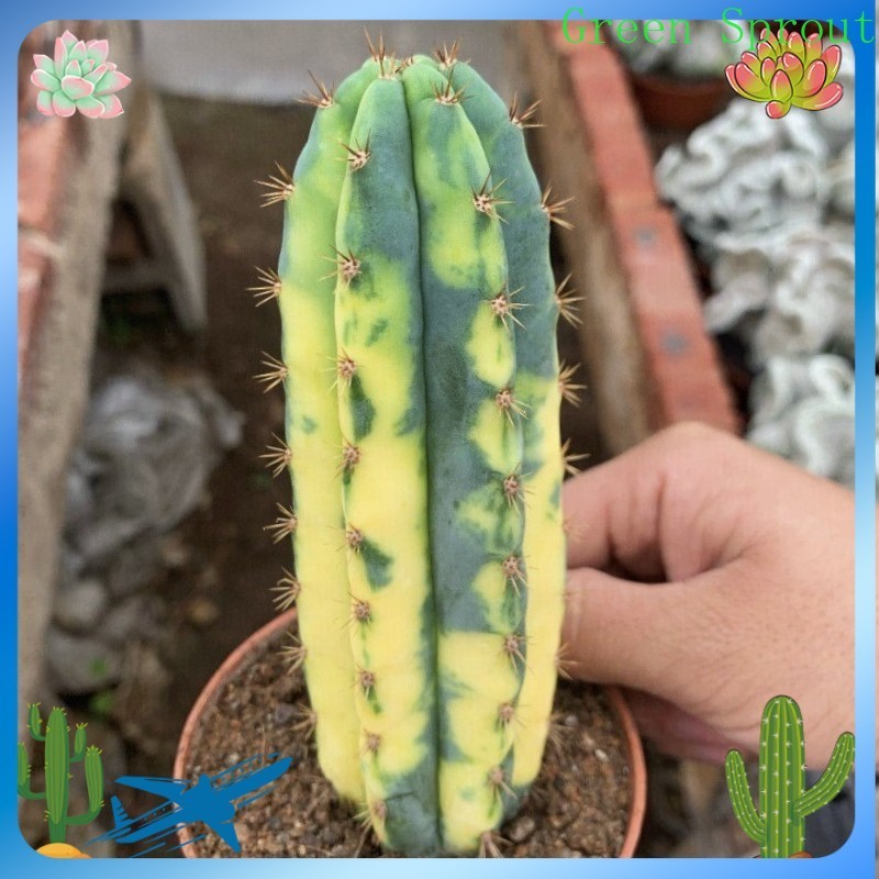 12CM Succulent Cactus Plant Cereus Pachanoi Variegated Cactaceae Beautiful Plant gallery