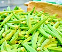 300 SEEDS OKRA CLEMSON GARDEN VEGETABLE HEIRLOOM ALL-AMERICAN WINNER NON-GMO USA