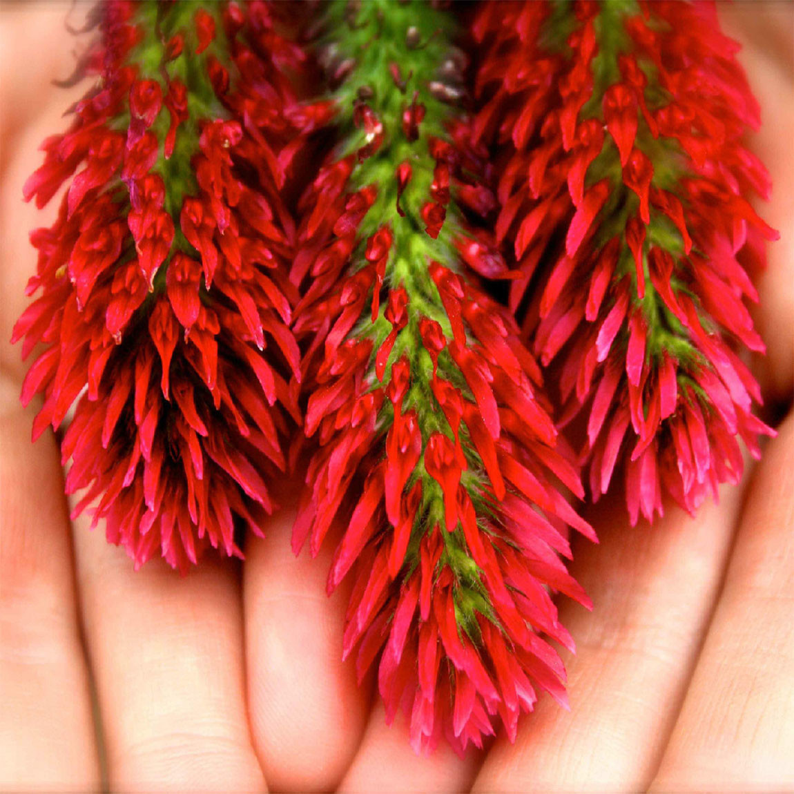 Crimson Clover Seed (Non GMO) Inoculated & Coated gallery