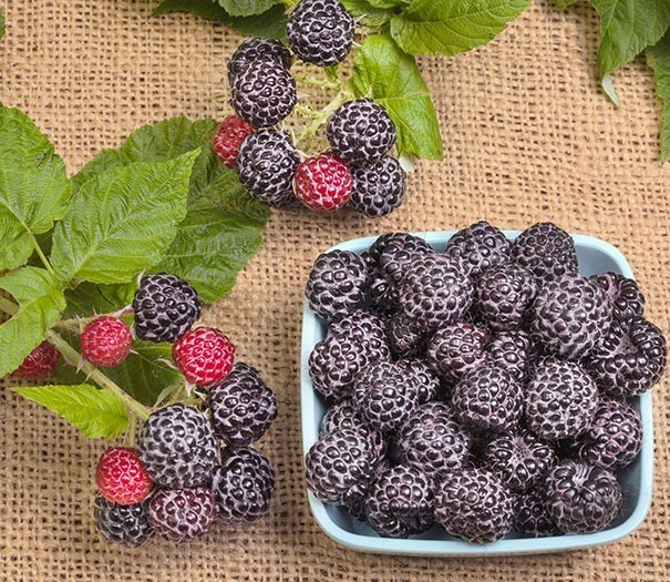 3 Black Raspberry Plants "Jewel" (3 Large 1 Year Old Plug Plants) Zones: 5-9 gallery