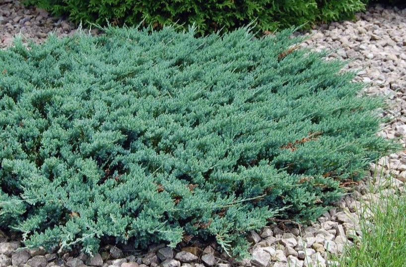 10 Seeds Creeping Juniper Juniperus horizontali, US Native Evergreen Shrub gallery