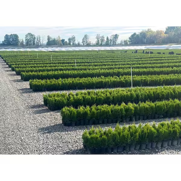 Emerald Green Arborvitae Live Evergreen Shrub 2.5QT Privacy Hedge Thuja Plant gallery