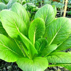 2000+ MUSTARD FLORIDA BROADLEAF AUTUMN SEEDS MICROGREENS HEIRLOOM GARDEN NON-GMO