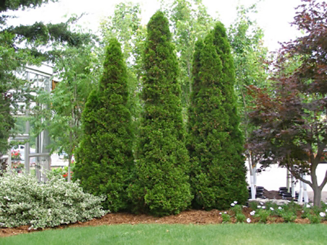 American Arborvitae, White cedar, Thuja occidentalis, Tree Seeds (Evergreen) gallery