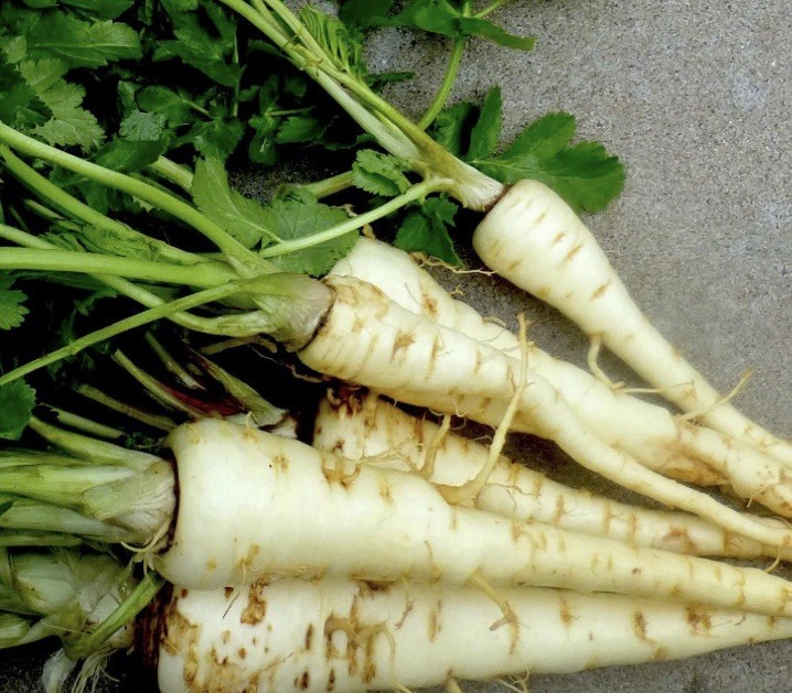 Organic PARSNIP SEEDS, 2 grams gallery