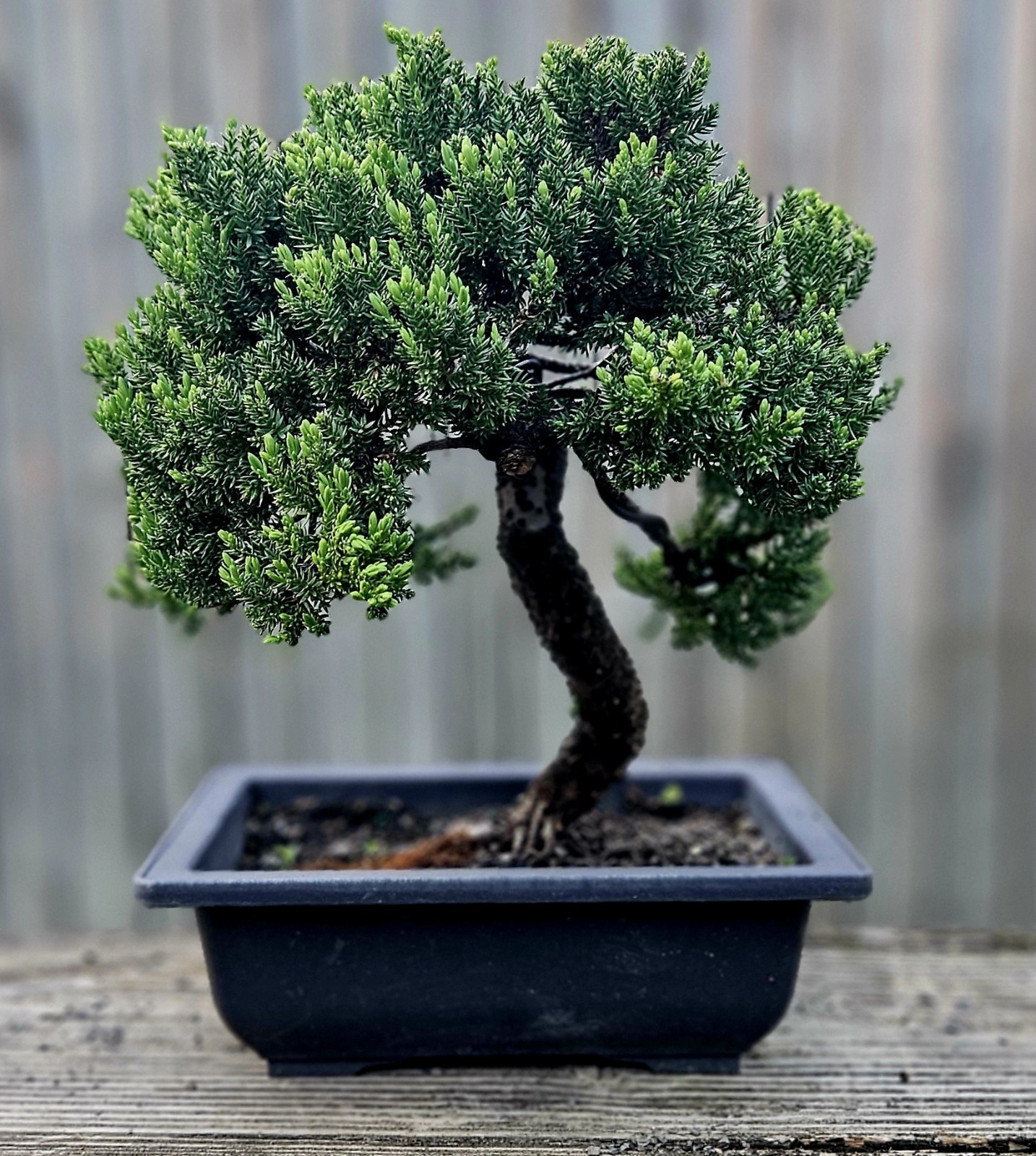 Japanes Juniper Bonsai In 9 Inch Plastic Rectangular Pot . 15 Year Old Beauty. gallery