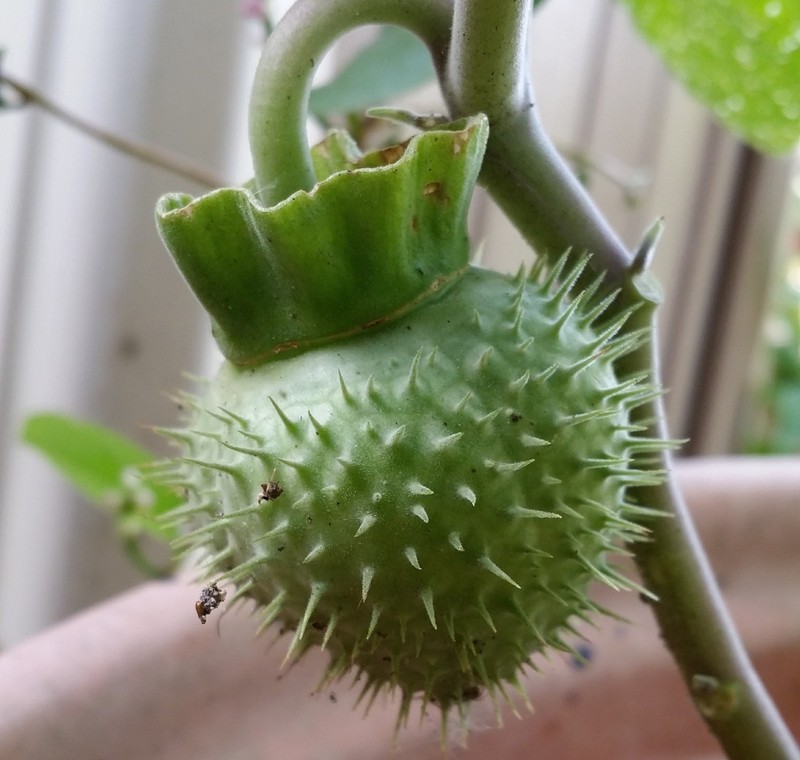 DATURA, SACRED DATURA, MOON FLOWER, DEVIL’S/ANGEL TRUMPET, LUSH, 25 SEEDS gallery