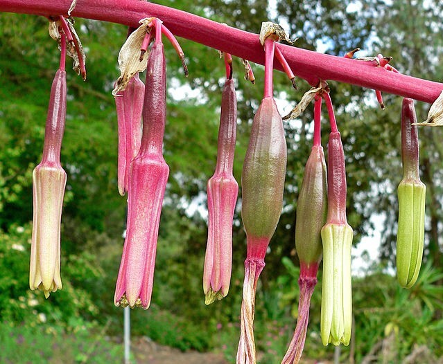Beschorneria albiflora | White-Flowered Beschorneria | 5 Seeds gallery