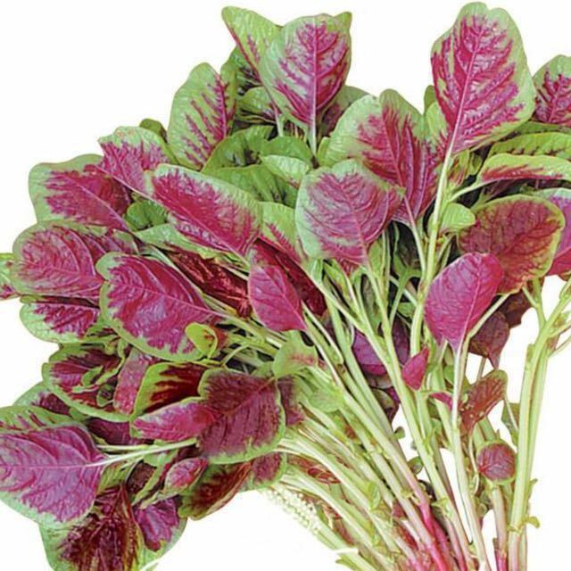 500+ Red Amaranth Seeds Red stripe leaf Chinese Spinach Yin Cho Callaloo USA gallery