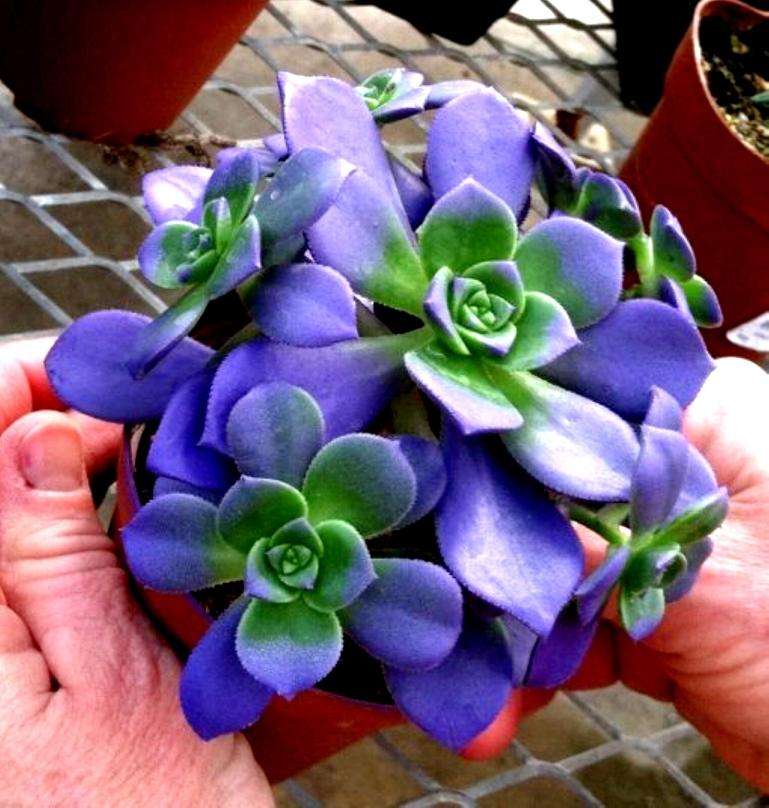 ===SUCCULENT== SS0070 Living Stones Flower Succulent Cactus Rare Succulent seeds gallery