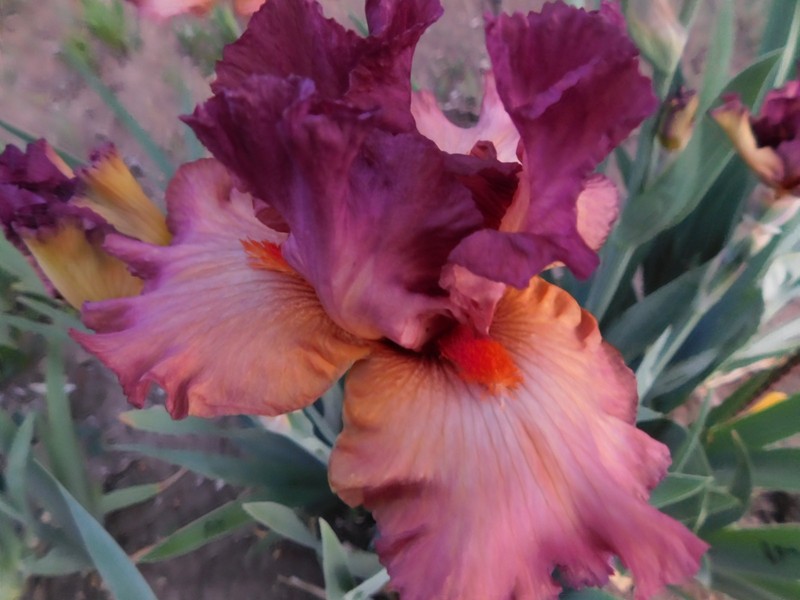 Border Bearded Iris BANDED ROSE LOT OF 1 gallery