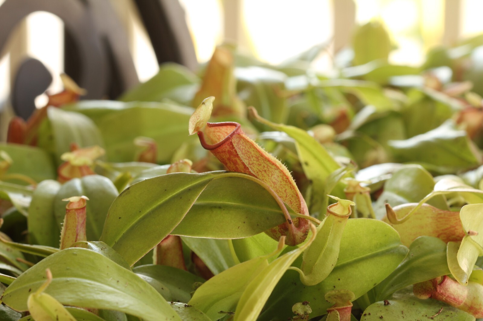 Nepenthes 'St Gaya' Pitcher Plant - LIVE Carnivorous - Small Beginner Friendly gallery