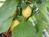 Solanum ovigerum | Easter Egg Plant | 10 Seeds gallery