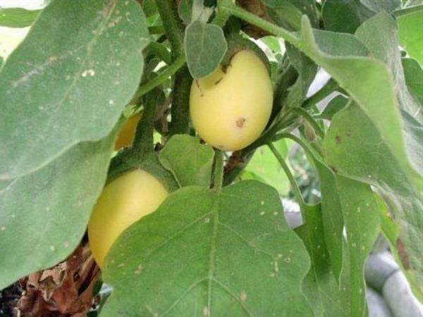 Solanum ovigerum | Easter Egg Plant | 10 Seeds gallery