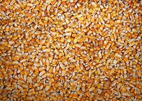 22 pounds Yellow Whole Kernel Corn - Grown, and Shipped from Iowa. Squirrel, Duc gallery