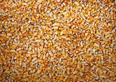 22 pounds Yellow Whole Kernel Corn – Grown, and Shipped from Iowa. Squirrel, Duc