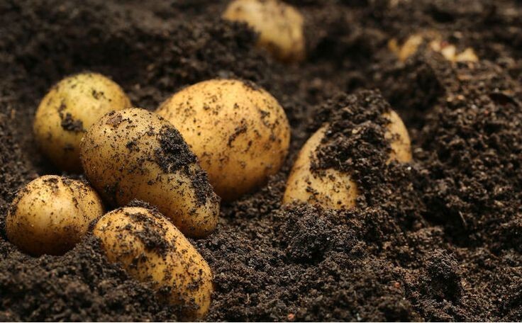 Simply Seed ™ - 2 LBs - Naturally Grown - Yukon Golds - Non GMO - Ready for Spri gallery