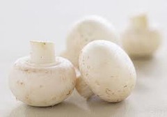 White Button mushroom spores spawn mycelium (on dry seeds)