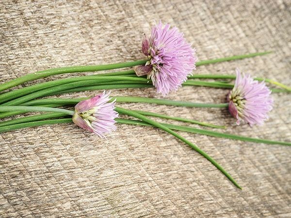 150 CHIVE / CHIVES HERB SEEDS ~ 2026 ~ heirloomseedguy ~ USA gallery