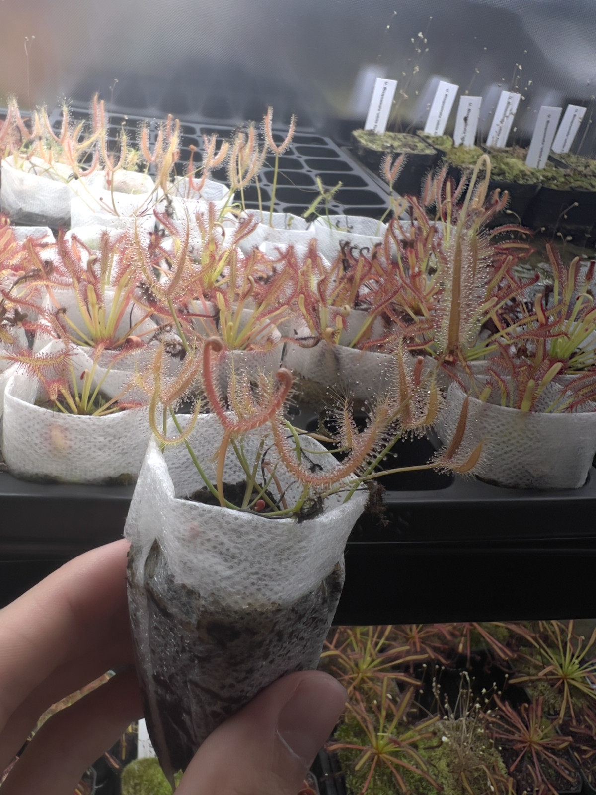 Drosera binata var. dichotoma 'T-form' - Live Carnivorous Sundew gallery