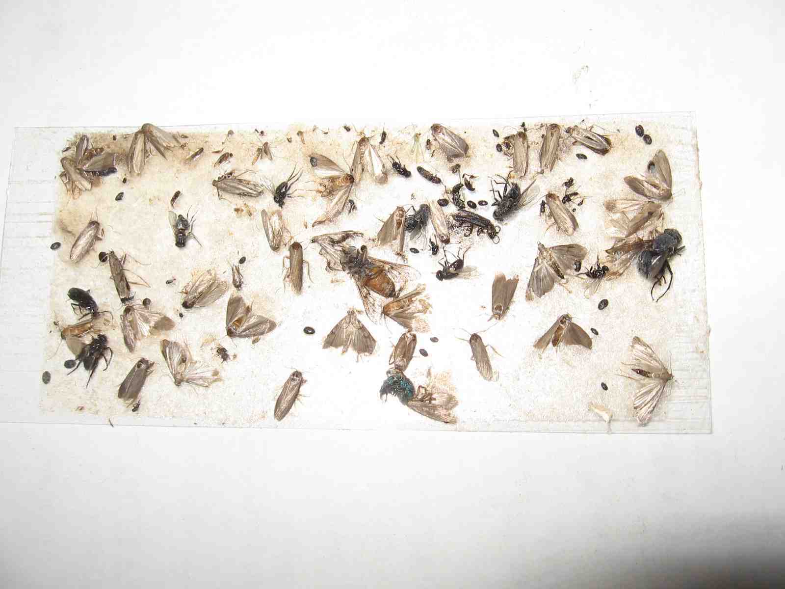 8 pk Fly Trap / Strip / Tray. Window / Floor. Catch flying, crawling insects gallery