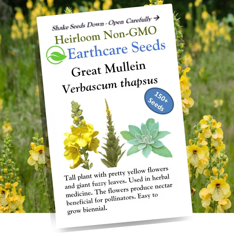 Pollinator-Friendly Heirloom Mullein Seeds - 150 Non-GMO for Your Outdoor Garden gallery